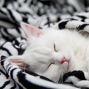 snugglecat snugglecat
