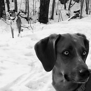 snow pups