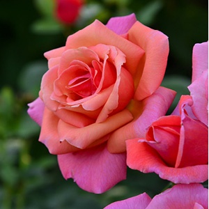 A Rose By Any Other Name2.jpg A Rose By Any Other Name2.jpg